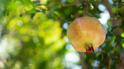 Single pomegranate hanging on branch tree. Harvest tree on the farm. Garnet is gaining juiciness. Unripe fruit.