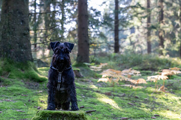 Portrait, happy dog, black miniature schnauzer, stands on a stump in the forest. Nature background...