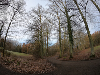 The forest of Drachenfels (Dragon's Rock) in Siebengebirge Nature Park (Siebengebirge Naturpark), North Rhine-Westphalia, Germany. The beech is one of the dominant tree species.