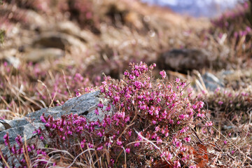 selective focus on small flowers of cinerea heather in the nature