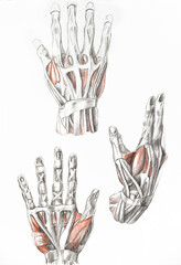 hand's muscles painting with pencils. Art of human muscles. Red and black painting. Medical illustration