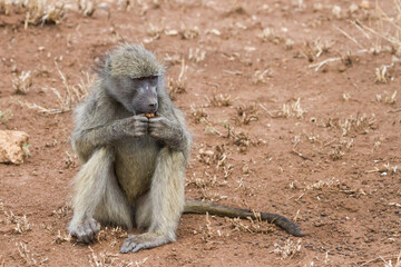 Chacma baboon sitting on the ground, eating and holding some food in hand in Kruger National Park, South Africa