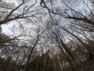 The forest of Drachenfels (Dragon's Rock) in Siebengebirge Nature Park (Siebengebirge Naturpark), North Rhine-Westphalia, Germany. The beech is one of the dominant tree species.
