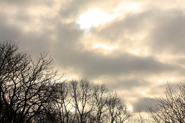 冬の空樹木シルエット