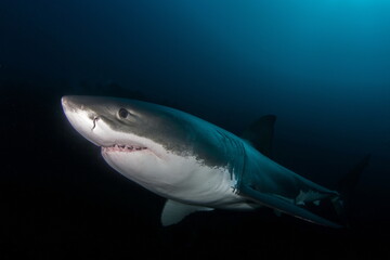 Obraz premium Great White Shark Neptune Islands Australie