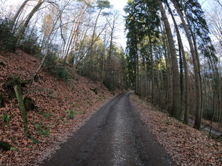 The forest of Drachenfels (Dragon's Rock) in Siebengebirge Nature Park (Siebengebirge Naturpark), North Rhine-Westphalia, Germany. The beech is one of the dominant tree species.