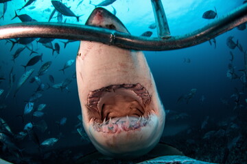 Great White Shark Neptune Islands Australie