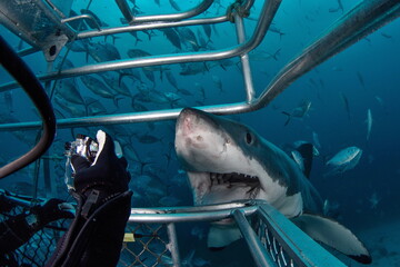 Great White Shark Neptune Islands Australie © Tomas