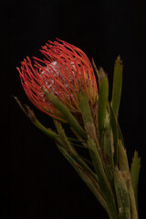Leucospermum on a black background