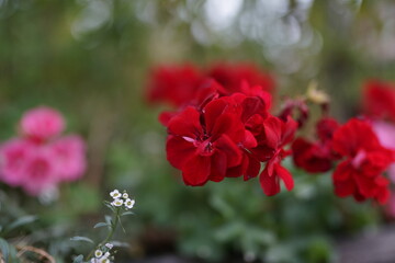 Fototapeta premium Blümchen in der Natur