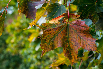 Fototapeta premium Beautiful colorful maple leaves and fruits in the autumn forest in Upper Swabia