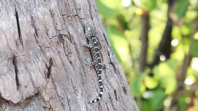 A gray-colored Toki Gecko (Gekko gecko) lurks on the bark of a Thailand tree. Close up
