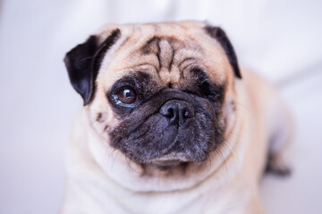 french bulldog portrait