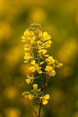 Yellow centaury / St.John's wort (Hypericum perforatum)