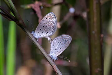 The Copper butterfly (Sylhet Oakblue0 having sex on the tree