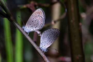 The Copper butterfly (Sylhet Oakblue0 having sex on the tree