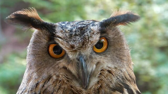 4K Slow Motion Angry but funny eagle owl turns its head and looks at the camera