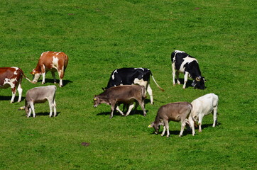 Naklejka na ściany i meble Mucche al pasolo nel prato verde