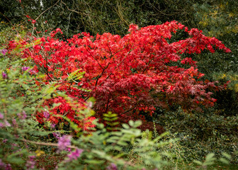 Autumn colour at Batsford arboretum, Morton-in-Marsh, Cotswolds UK