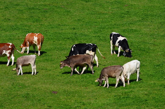 Mucche al pasolo nel prato verde