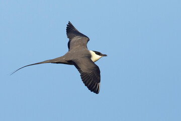 Long-tailed Skua, Stercorarius longicaudus