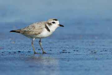 Snowy Plover, Charadrius nivosus