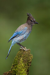 Steller's Jay, Cyanocitta stelleri