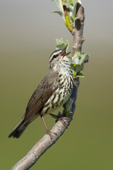 Northern Waterthrush, Parkesia noveboracensis