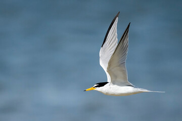 Obraz premium Least Tern, Sternula antillarum