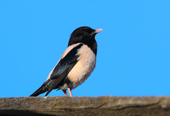 Rose-colored Starling, Pastor roseus