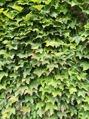 Wall covered with green ivy