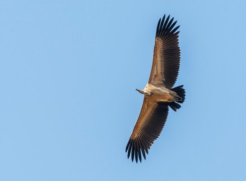 Indian Vulture, Gyps Indicus