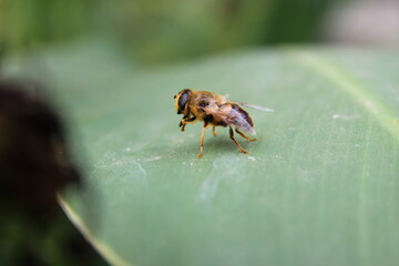 bee on a leaf
