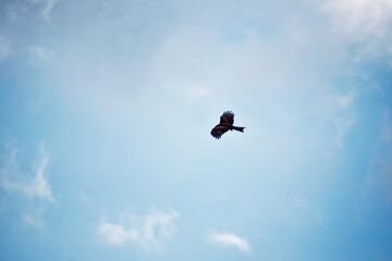 Silhouette of the hawk in flight under the bright sun and cloudy sky