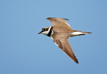 Little Ringed Plover, Charadrius dubius