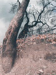 tree branches reflection on the water