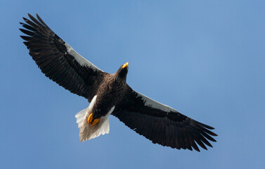 Steller's Sea Eagle, Haliaeetus pelagicus