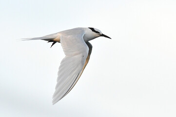 Black-naped Tern, Sterna sumatrana