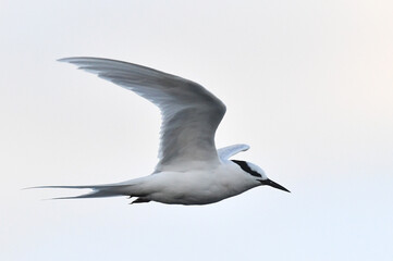 Black-naped Tern, Sterna sumatrana