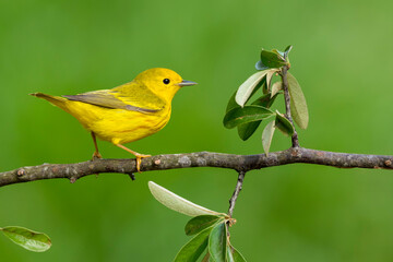 Yellow Warbler, Setophaga aestiva