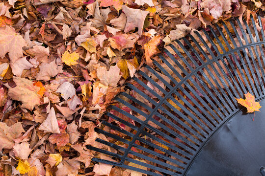 Autumn Background of Carpet of Fall Leaves with Rake