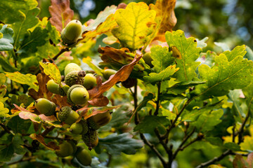 Beautiful colorful oak trees in the autumn forest in Upper Swabia