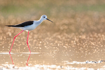 Black-winged Stilt, Himantopus himantopus