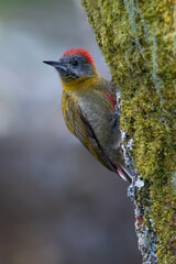 Olive Woodpecker, Dendropicos griseocephalus