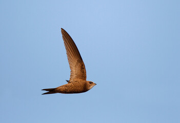 Pallid Swift, Apus pallidus