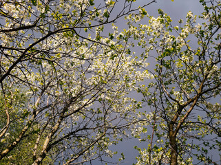 Fototapeta premium branches