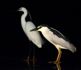 Fototapeta premium Black-crowned Night Heron, Nycticorax nycticorax
