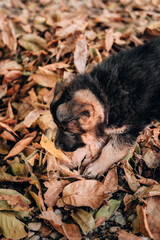 Charming curious purebred puppy, high-breed kennel of German shepherds. A black and red German shepherd puppy plays in the yellow autumn leaves.