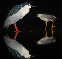 Black-crowned Night Heron, Nycticorax nycticorax