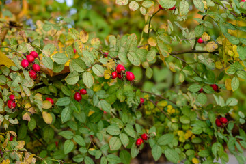 Selective focus on red ripe rose hips. Berries with a high content of vitamins and minerals. Autumn day. A bush with yellowing leaves.
